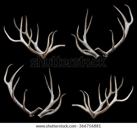 Wapiti Siberian - Antlers with clipping path