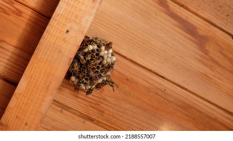  Waps or Bees - Wasps nest under a wooden roof 