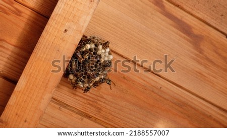  Waps or Bees - Wasps nest under a wooden roof 