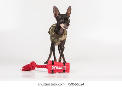 Sniffer Dogs Images Stock Photos Vectors Shutterstock