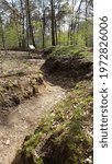 war trenches in a forest