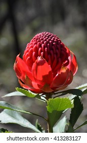 Waratah In The Australian Bush