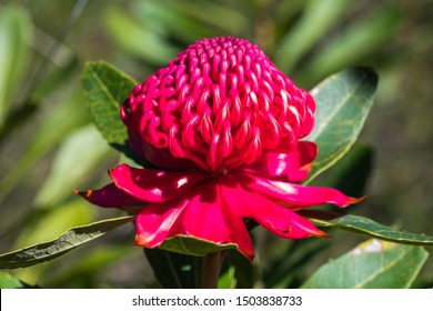 The Waratah Flower Is An Australian Bush Native And Is The NSW State Emblem.