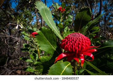 Waratah Flower, New South Wales, Australia - Shutterstock ID 1848400537