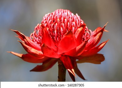 Waratah Flowering In The Wild Bush Australia.