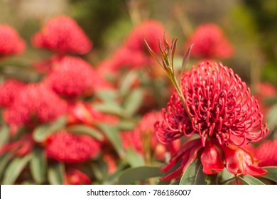 Waratah Growing In Forefront With Waratah Bush In Background