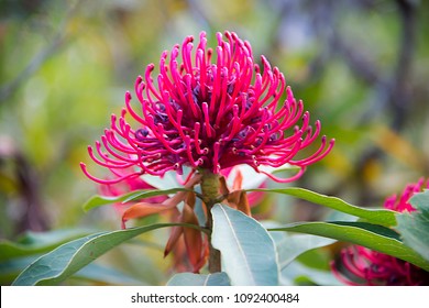 Waratah Telopea Speciosissima 1