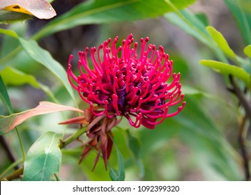 Waratah Telopea Speciosissima 2