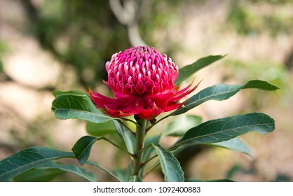 Waratah Telopea Speciosissima