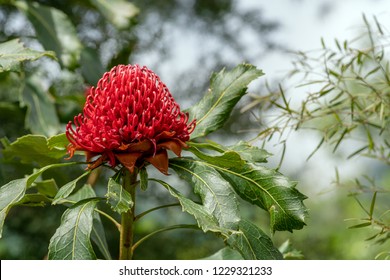 Waratah (Telopea Speciosissima)