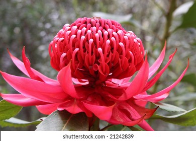 Bush Flower Images, Stock Photos &