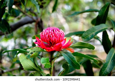 Waratah Telopea Speciosissima 3