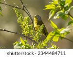 Warbler in golden hour light. Nashville Warbler (Leiothlypis ruficapilla) perched in tangle of green growth. A new world warbler species that migrates far north to find breeding grounds