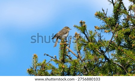 A warbler in the wild.