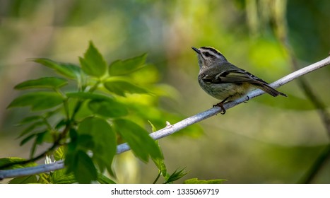 Warblers Spring Migration Magee Marsh Wildlife Area