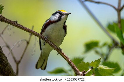 Warblers Spring Migration Magee Marsh Wildlife Area
