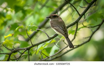 Warblers Spring Migration Magee Marsh Wildlife Area
