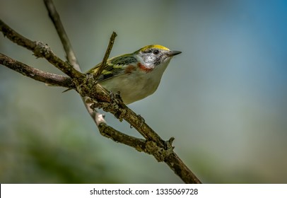 Warblers Spring Migration Magee Marsh Wildlife Area