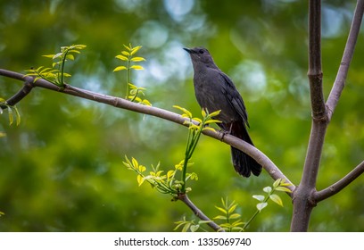 Warblers Spring Migration Magee Marsh Wildlife Area