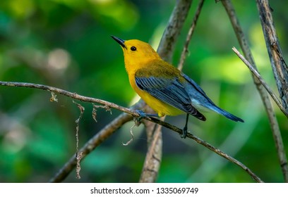Warblers Spring Migration Magee Marsh Wildlife Area