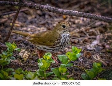 Warblers Spring Migration Magee Marsh Wildlife Area
