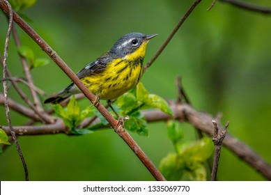 Warblers Spring Migration Magee Marsh Wildlife Area