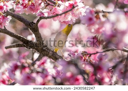 Warbling White-eye, Zosterops japonicus, perched on branches, colecting nectar from cherry blossom
