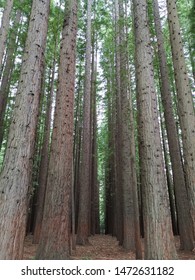 Warburton Redwood Forest, Great Nature For A Walk In Victoria