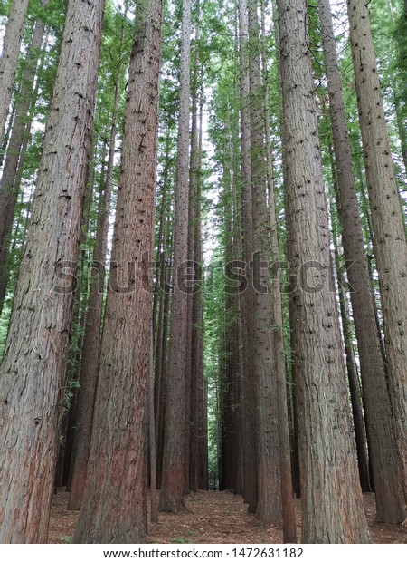 Warburton Redwood Forest Great Nature Walk Stock Photo Edit Now