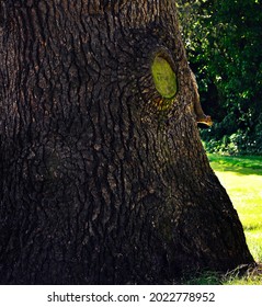 Ware, UK - July 16 2021: Squirrel Going Down A Tree