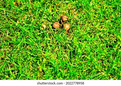 Ware, UK - July 16 2021: Mushrooms On A Bright Day