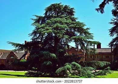 Ware, UK - July 16 2021: Tree At Hanbury Manor Grounds With The Hotel Building As Background