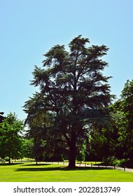 Ware, UK - July 16 2021: Tree At Hanbury Manor Grounds