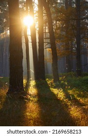 Warm Autumn Scenery In A Forest, With The Sun Casting Beautiful Rays Of Light Through The Mist And Trees