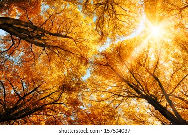 The warm autumn sun shining through the golden canopy of tall beech trees