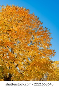 The Warm Autumn Sun Shining Through Golden Treetops, With Beautiful Bright Blue Sky. Bright Colorful Orange Fall Tree Leaves On Blue Sky Background. Autumn Landscape. Nobody