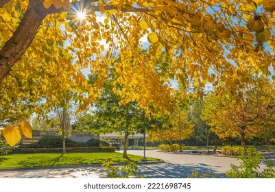 The Warm Autumn Sun Shining Through Golden Treetops, With Beautiful Bright Blue Sky. Bright Colorful Orange Fall Tree Leaves On Blue Sky Background. Autumn Landscape. Nobody