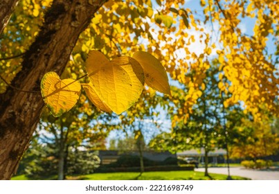 The Warm Autumn Sun Shining Through Golden Treetops, With Beautiful Bright Blue Sky. Bright Colorful Orange Fall Tree Leaves On Blue Sky Background. Autumn Landscape. Nobody