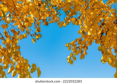 The Warm Autumn Sun Shining Through Golden Treetops, With Beautiful Bright Blue Sky. Bright Colorful Orange Fall Tree Leaves On Blue Sky Background. Autumn Landscape. Nobody