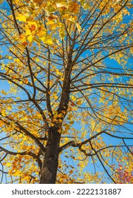 The Warm Autumn Sun Shining Through Golden Treetops, With Beautiful Bright Blue Sky. Bright Colorful Orange Fall Tree Leaves On Blue Sky Background. Autumn Landscape. Nobody