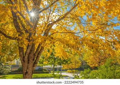 The Warm Autumn Sun Shining Through Golden Treetops, With Beautiful Bright Blue Sky. Bright Colorful Orange Fall Tree Leaves On Blue Sky Background. Autumn Landscape. Nobody