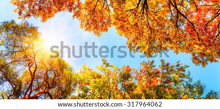 The warm autumn sun shining through golden treetops, with beautiful bright blue sky