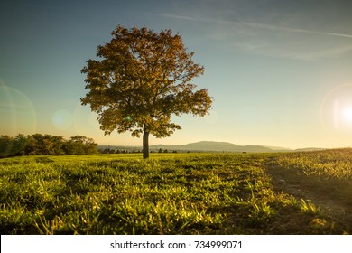 Warm Autumnal scene at hilltop, lone tree and lush grass - Powered by Shutterstock