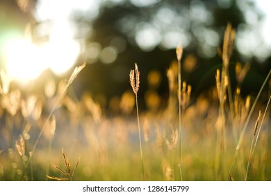 Warm and bright background with the colorful attractive sunrise. Grass in the light of the golden setting sun with beautiful bokeh.