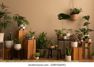 Warm composition of botanic living room interior with plants in flowerpotss, wooden stand, black stool, brown wall and personal accessories. Home decor. Template. 