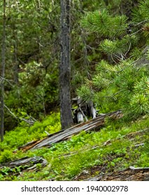 Warm Coniferous Forest Eastern Idaho