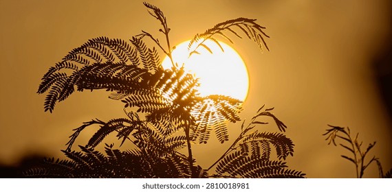 Warm evening background with a large setting sun shining through wild tree branches and leaves