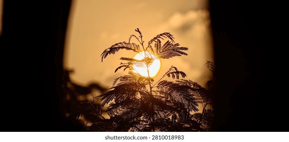 Warm evening background with a large setting sun shining through wild tree branches and leaves