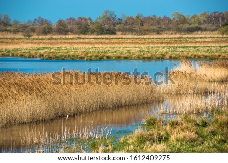 The warm evening sun hits reed beds at Wicken Fen Nature Reserve in Cambridgeshire, East Anglia, England, UK.
