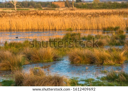 The warm evening sun hits reed beds at Wicken Fen Nature Reserve in Cambridgeshire, East Anglia, England, UK.